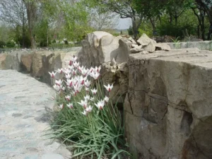 باغ پیاز ایرانی