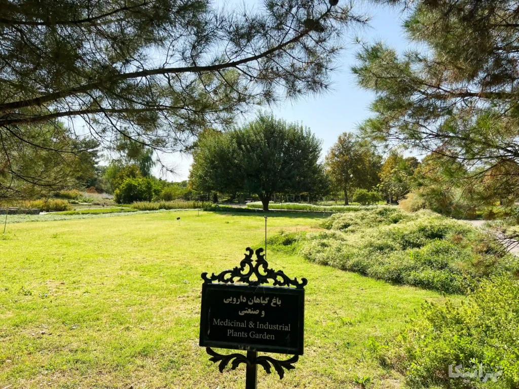 گیاهان دارویی
