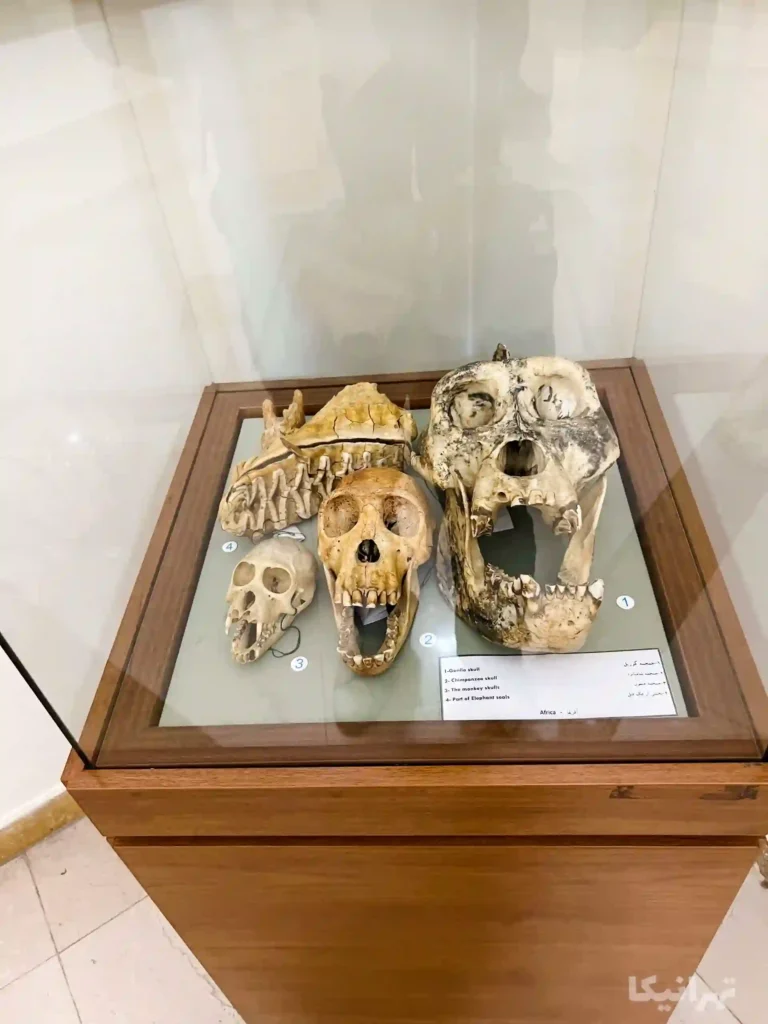 موزه برادران امیدوار کاخ سعدآباد