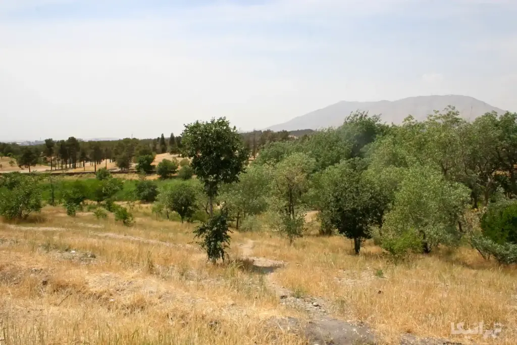 میشه زار چیتگر